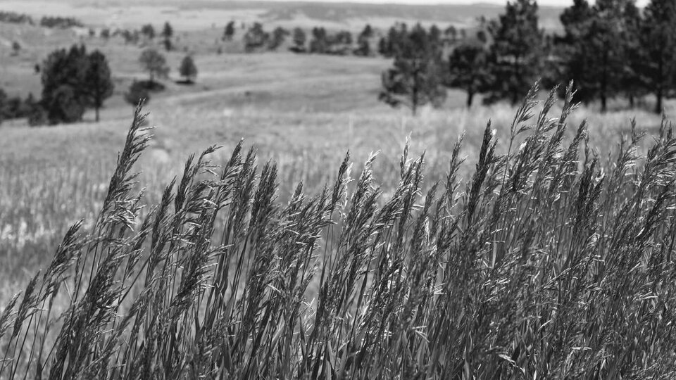 Black and white image of field with wheat