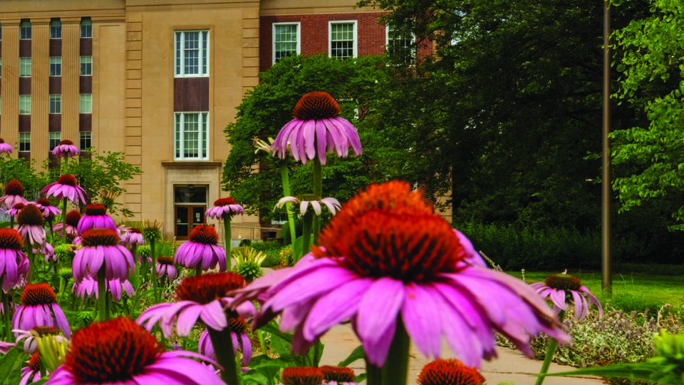 Photograph of the cornflowers in the garden on the south side of Love Library.