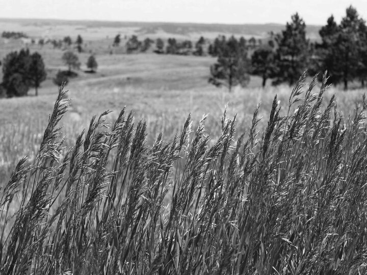 Black and white image of field with wheat